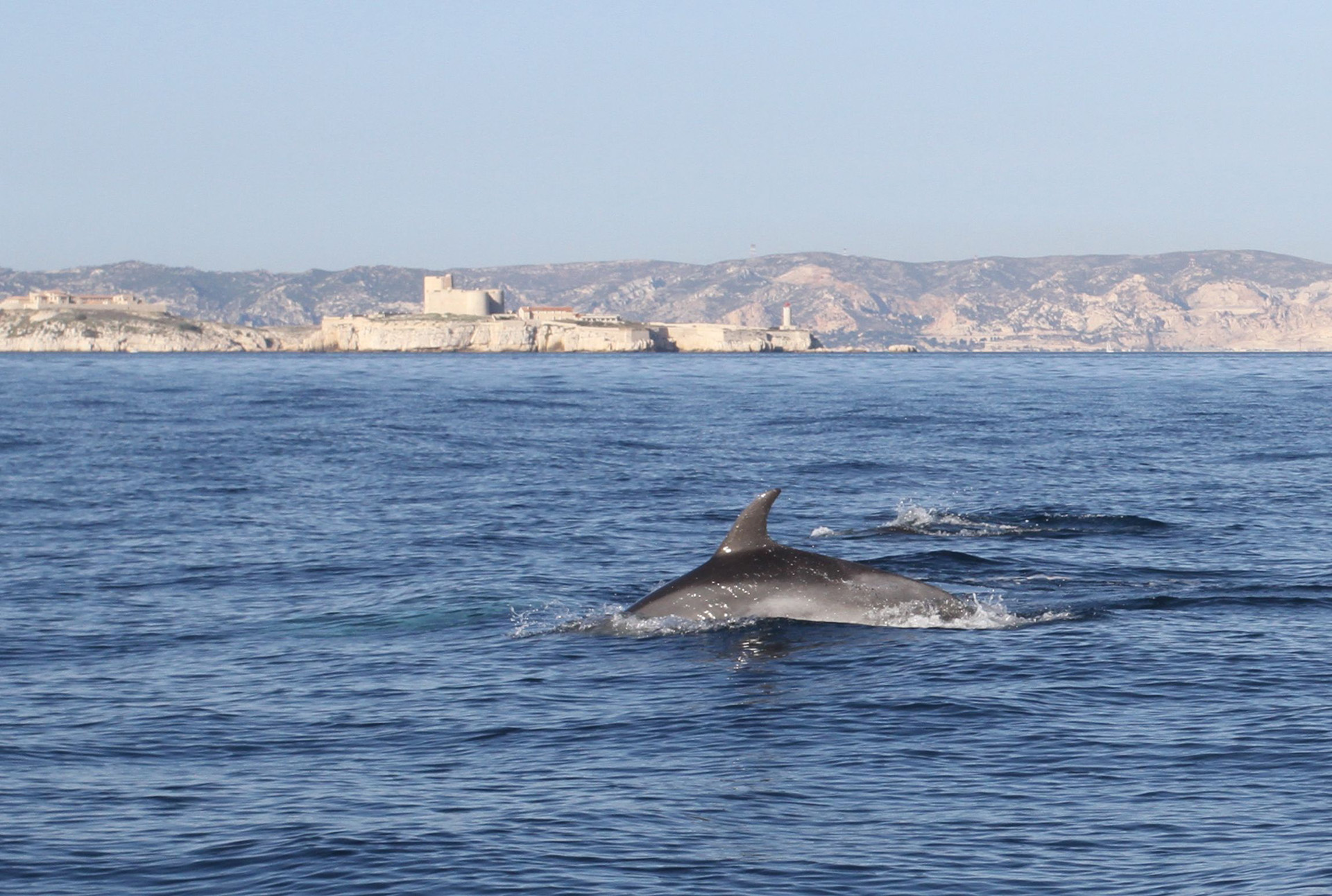 excursion dauphin marseille