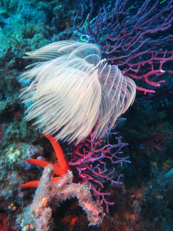 mini_etoile de mer et spirographe